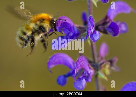 Brown-banded Carder Bee (Bombus humilis) adult worker, in flight, feeding on Meadow Clary (Salvia pratensis) flower, Causse de Gramat, Massif Stock Photo