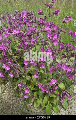 Red campion (Silene dioica), Red Evening Primrose, Red Forest Pink, Day Pink, Lord's Prayer, Carnation family, Red Campion flowering, Fair Isle Stock Photo
