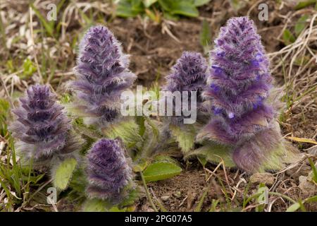 Pyramidal bugle (Ajuga pyramidalis), Labiates, Pyramidal Bugle flowering, Great Caucasus, Georgia, spring Stock Photo