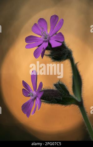 Red campion (Silene dioica), Red Evening Primrose, Red Forest Pink, Daylight Pink, Lord's Prayer, Carnation family, Red Campion close-up of at Stock Photo