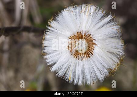 Coltsfoot (Tussilago farfara) close-up of seedhead, Shropshire, England, United Kingdom Stock Photo