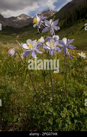 Colorado Blue Columbine (Aquilegia coerulea) flowering, Rustler's Gulch, Maroon Bells-Snowmass Wilderness, Rocky Mountains, Colorado (U.) S. A Stock Photo
