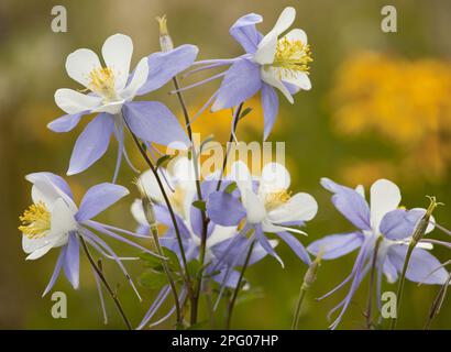 Colorado Blue Columbine (Aquilegia coerulea) flowering, Rustler's Gulch, Maroon Bells-Snowmass Wilderness, Rocky Mountains, Colorado (U.) S. A Stock Photo