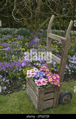 Flowering polyanthus primrose (Primula sp.), in wooden box on hand truck, with winter aconites, spring crocuses and snowdrops in garden, Norfolk Stock Photo