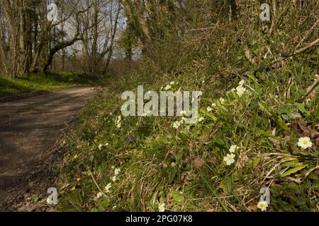 Common Primrose (Primula vulgaris) flowering, growing on bank beside track in woodland habitat, near Bere Regis, Dorset, England, United Kingdom Stock Photo