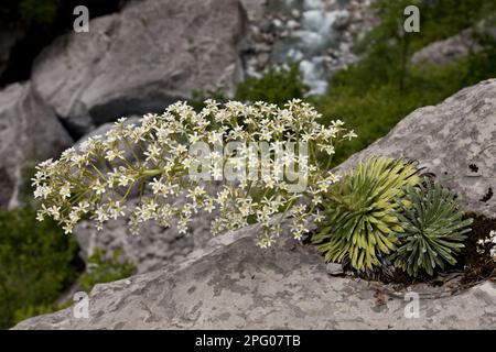 Pyrenean Saxifrage (Saxifraga longifolia) flowering, growing on limestone cliff, Ordesa N. P. Spanish Pyrenees, Aragon, Spain Stock Photo