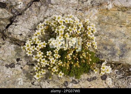 Musky Saxifrage (Saxifraga exarata ssp. exarata) flowering, Swiss Alps, Switzerland Stock Photo