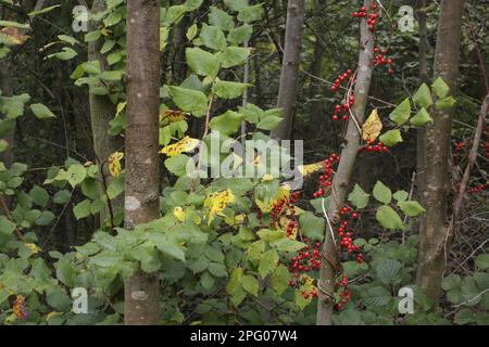 Black Bryony (Tamus communis) berries, twining on trunk in woodland, West Yorkshire, England, United Kingdom Stock Photo