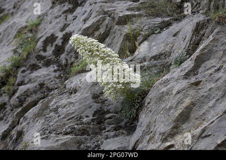 Pyrenean saxifrage (Saxifraga longifolia), Royal Saxifrage, Saxifrage family, Pyrenean Saxifrage flowering, on rocky slope Stock Photo