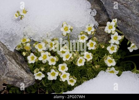 Musky Saxifrage (Saxifraga exarata ssp. exarata) flowering, emerging through snow at snowline, Swiss Alps, Switzerland Stock Photo