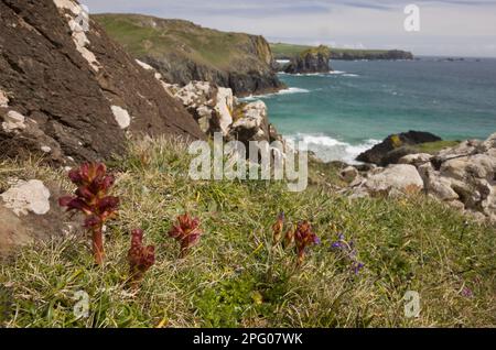 Flowering thyme summer root (Orobanche alba) growing on a cliff habitat, Kynance Cove, The Lizard, Cornwall, England, United Kingdom Stock Photo