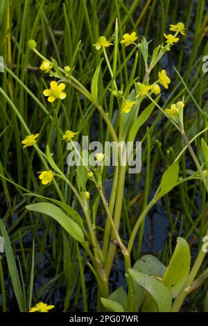 Adder's tongue spearwort (Ranunculus ophioglossifolius) flowers, in freshwater wetland, Corsica, France Stock Photo