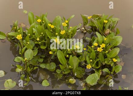 Adder's tongue spearwort (Ranunculus ophioglossifolius) flowers, grows in standing water, Sardinia, Italy Stock Photo