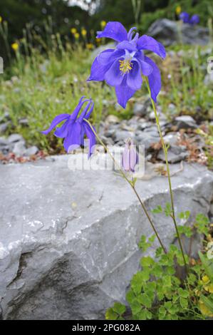 Bertoloni's columbine (Aquilegia bertolonii) in flower, Italy Stock Photo