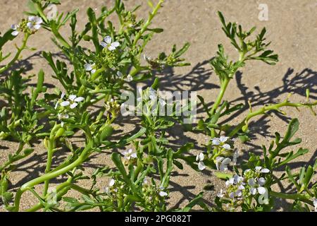 Long-leaved scurvy grass (Cochlearia anglica), cruciferous plant, English Scurvy-grass flowering, growing on beach, Gower Peninsula, Glamorgan Stock Photo
