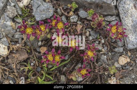 Two-flowered purple saxifrage (Saxifraga biflora biflora) in flower, growing on high scree, Swiss Alps, Switzerland Stock Photo
