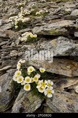 Glacier Crowfoot (Ranunculus glacialis) flowering, growing on scree at high altitude, Swiss Alps, Switzerland Stock Photo
