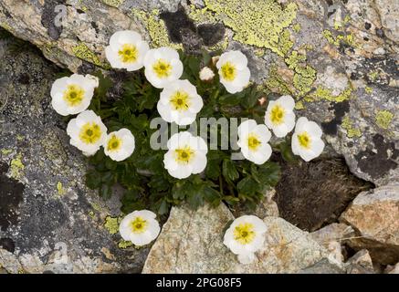 Glacier Crowfoot (Ranunculus glacialis) flowering, growing on scree at high altitude, Swiss Alps, Switzerland Stock Photo
