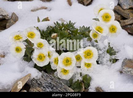 Glacier Crowfoot (Ranunculus glacialis) flowering, emerging through snow at high altitude (c. 3000m), Swiss Alps, Switzerland Stock Photo