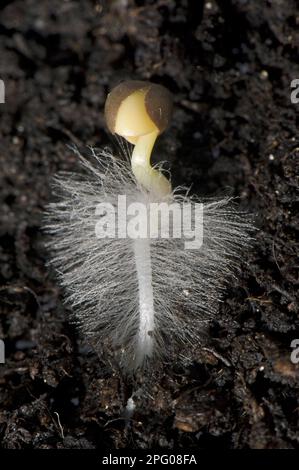 A germinating cabbage seed with root development with root hairs on the ground Stock Photo