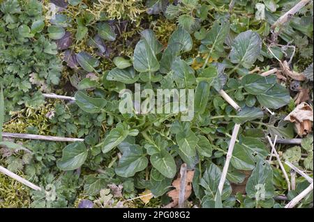 Wintercress, yellow rocketcress (Barbarea vulgaris), True barbara herb, Cruciferous, Common wintercress, plants on waste agricultural land Stock Photo