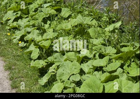 Butterbur (Petasites hybridus), Brook butterbur, Red butterbur, Common butterbur, large leaves along the Kennet and Avon canal after the plants Stock Photo