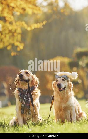 Holds collar in mouth. Two beautiful Golden Retriever dogs have a walk ...