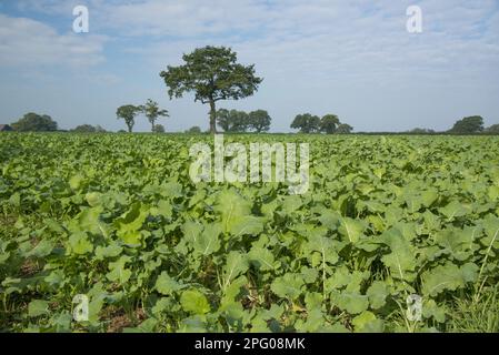 Kale (Brassica oleracea) and Stubble Turnip (Brassica rapa subsp. rapa) crop, field for grazing by dairy cows, Cheshire, England, United Kingdom Stock Photo