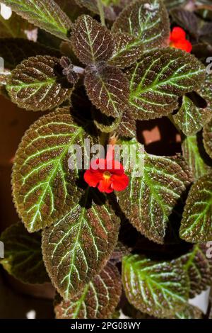 Flame violet (Episcia cupreata) close-up of leaves and flowers, in the garden, Palawan Island, Philippines Stock Photo