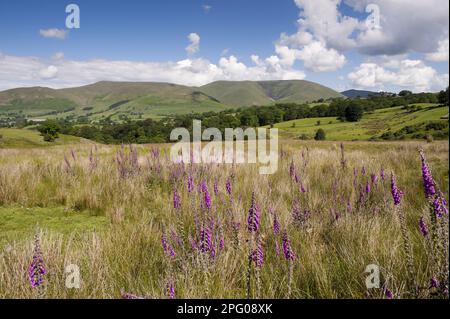 Common Foxglove (Digitalis purpurea) flowering, growing in upland pasture, with fells in background, Eastern Howgill Fells, near Sedbergh, Cumbria Stock Photo