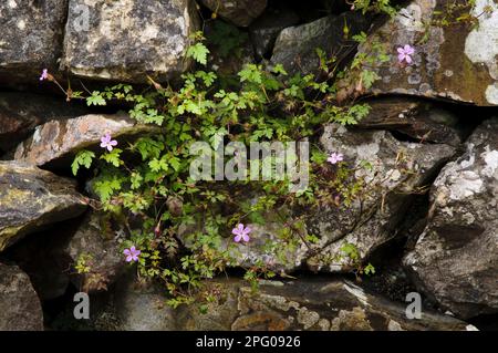Flowering herb robert (Geranium robertianum), growing on an old dry stone wall, Pennine Bridleway, Stainforth, Yorkshire Dales N. P. North Yorkshire Stock Photo