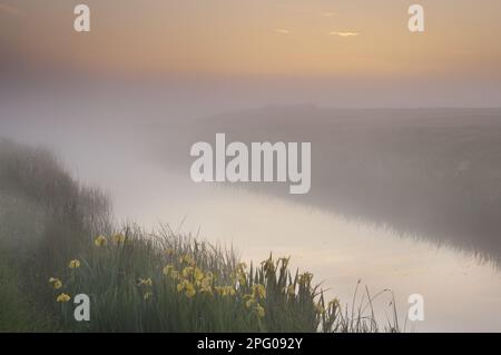Marsh Iris, Yellow Iris (Iris pseudacorus), Water Iris, Iris family, Yellow Iris flowering, growing beside dyke in coastal grazing marsh habitat, in Stock Photo