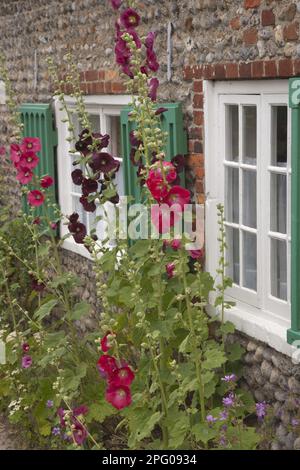 Flowering holly (Alcea sp.), in cottage garden, Cley-next-the-sea, Norfolk, England, United Kingdom Stock Photo