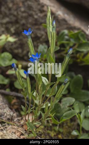 Snow gentian (Gentiana nivalis) in flower, growing at high altitude, Italian Alps, Italy Stock Photo