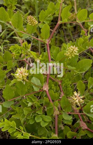 Bear pod, Liquorice tragacanth, Sweet tragacanth, Sweet wood tragacanth, Butterfly plant, Wild Liquorice (Astragalus glycyphyllos) flowering, Romania Stock Photo