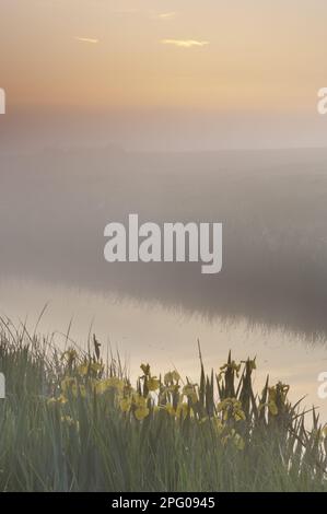 Marsh Iris, Yellow Iris (Iris pseudacorus), Water Iris, Iris family, Yellow Iris flowering, growing beside dyke in coastal grazing marsh habitat, in Stock Photo