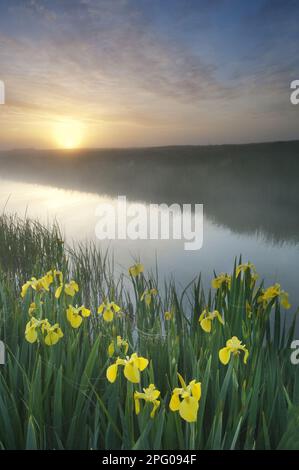 Marsh Iris, Yellow Iris (Iris pseudacorus), Water Iris, Iris family, Yellow Iris flowering, growing beside dyke in coastal grazing marsh habitat, in Stock Photo