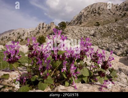 Gargano deadnettle (Lamium garganicum) flowers, in montane environment, Taurus Mountains, Anatolia, Southern Turkey Stock Photo