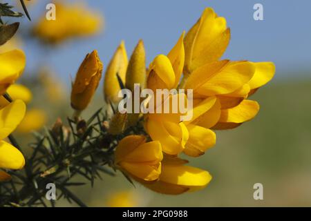 Common common gorse (Ulex europaeus) close-up of flowers, Powys, Wales, United Kingdom Stock Photo