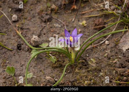 Sand-crocus (Romulea grandiscapa) (Romulea columnae), Iris family, Sand-crocus flowering, Lesvos, Greece Stock Photo