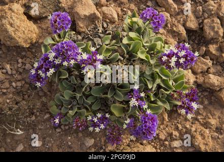 Felty euphrophied sea lilac (Limonium puberulum) flowering, Lanzarote, Canary Islands Stock Photo