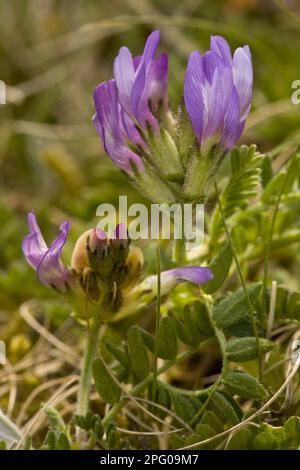 Purple milk-vetch (Astragalus danicus), Butterfly plant, Purple Milk-vetch flowering, Cranwich Camp, Breckland, Norfolk, England, United Kingdom Stock Photo