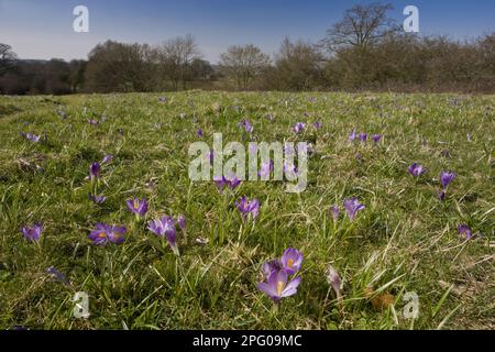 Spring crocus (Crocus vernus), spring saffron, crocus, iris family, Spring Crocus flowering mass, growing in meadow habitat Stock Photo