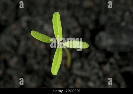Fat hen, Chenopodium album, seedling with cotyledons and two true leaves forming, an annual field and garden weed Stock Photo
