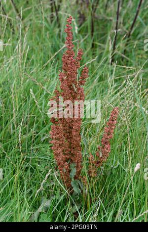 Curled Dock, Rumex crispus, seeding in grass pasture, Berkshire, England, United Kingdom Stock Photo