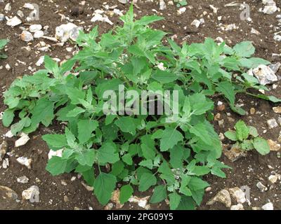 Fat hen, lambsquarters or goosefoot, Chenopodium album, plant. A field and garden weed Stock Photo