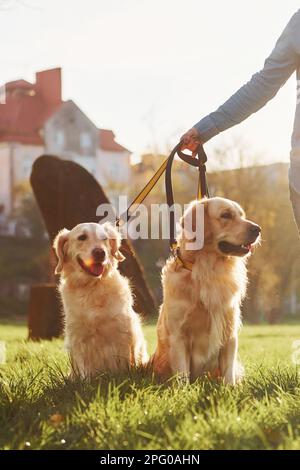 Amazing sunshine. Woman have a walk with two Golden Retriever dogs in ...