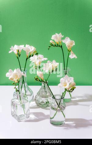 Freesia white flowers in glass vases on white table against green wall background. Selective focus. Stock Photo