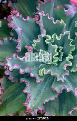 Close up of pink and green Echeveria Afterglow succulent plant Stock Photo
