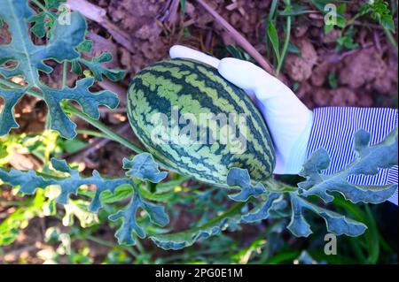 watermelon in watermelon field - fresh watermelon fruit on hand agriculture garden watermelon farm with leaf tree plant, harvesting watermelons in the Stock Photo